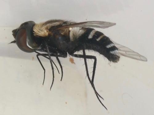 Réf. 326 724 : Exhyalanthrax muscarius